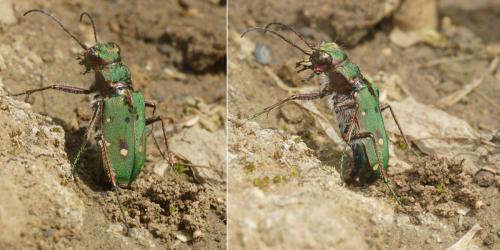 Réf. 321 215 : Cicindela campestris